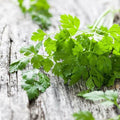 Chervil Seeds - 2000 Non-GMO Heirloom Seeds - Anthriscus cerefolium - Culinary Herb for Gardening