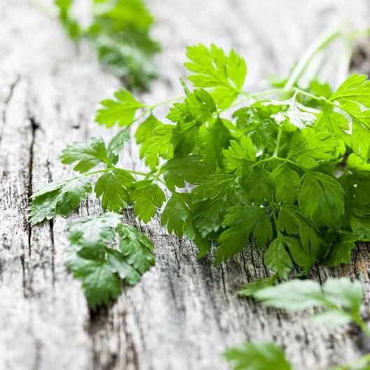 Chervil Seeds - 2000 Non-GMO Heirloom Seeds - Anthriscus cerefolium - Culinary Herb for Gardening