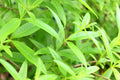 Organic Lemon Verbena Live Starter Plant - Aloysia citrodora - Fragrant Herb for Tea and Culinary Use