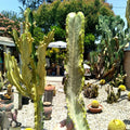 Euphorbia Ammak Variegated African Candelabra Cutting - 16" Cool Succulent Plant for Home Decor