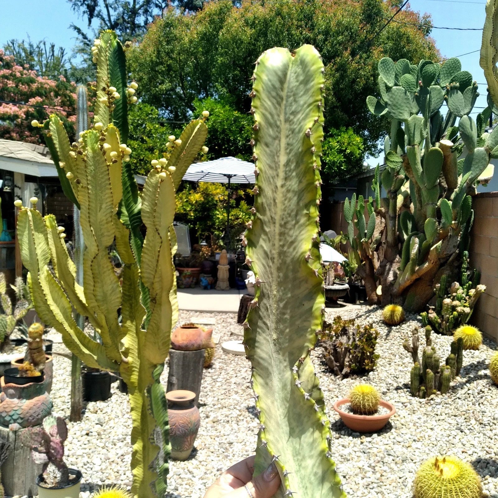 Euphorbia Ammak Variegated African Candelabra Cutting - 16" Cool Succulent Plant for Home Decor