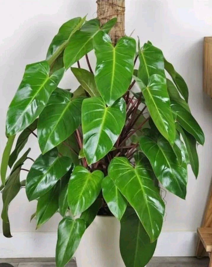 Syngonium Cuttings - White Butterfly Arrowhead Plant - Goosefoot - Live Indoor Plant Cuttings