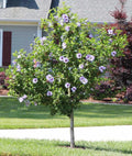 Rose of Sharon Hibiscus Starter Plants - 5 Bare Root Plants - Hardy, Colorful Shrubs - Hibiscus syriacus
