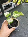 Manjula Pothos Plant 2.5" Pot Variegated Fully Rooted Epipremnum aureum
