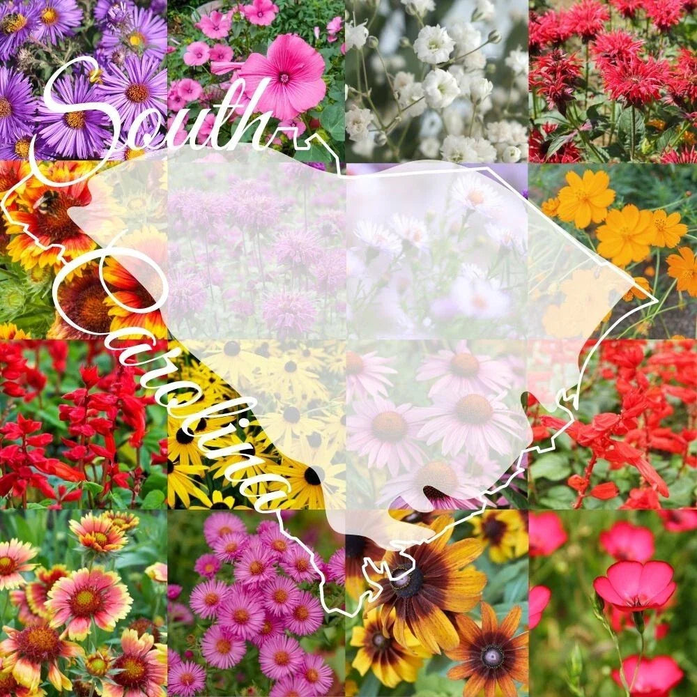Wildflower Seed Mix 1/4lb Bulk South Carolina Blend Covers 2,000 sq ft - Native Flower Seeds for Garden (Various Colors)