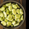 Aquadulce Fava Bean Seeds - 20+ Count - Cover Crop for 2025 Planting - Vicia faba