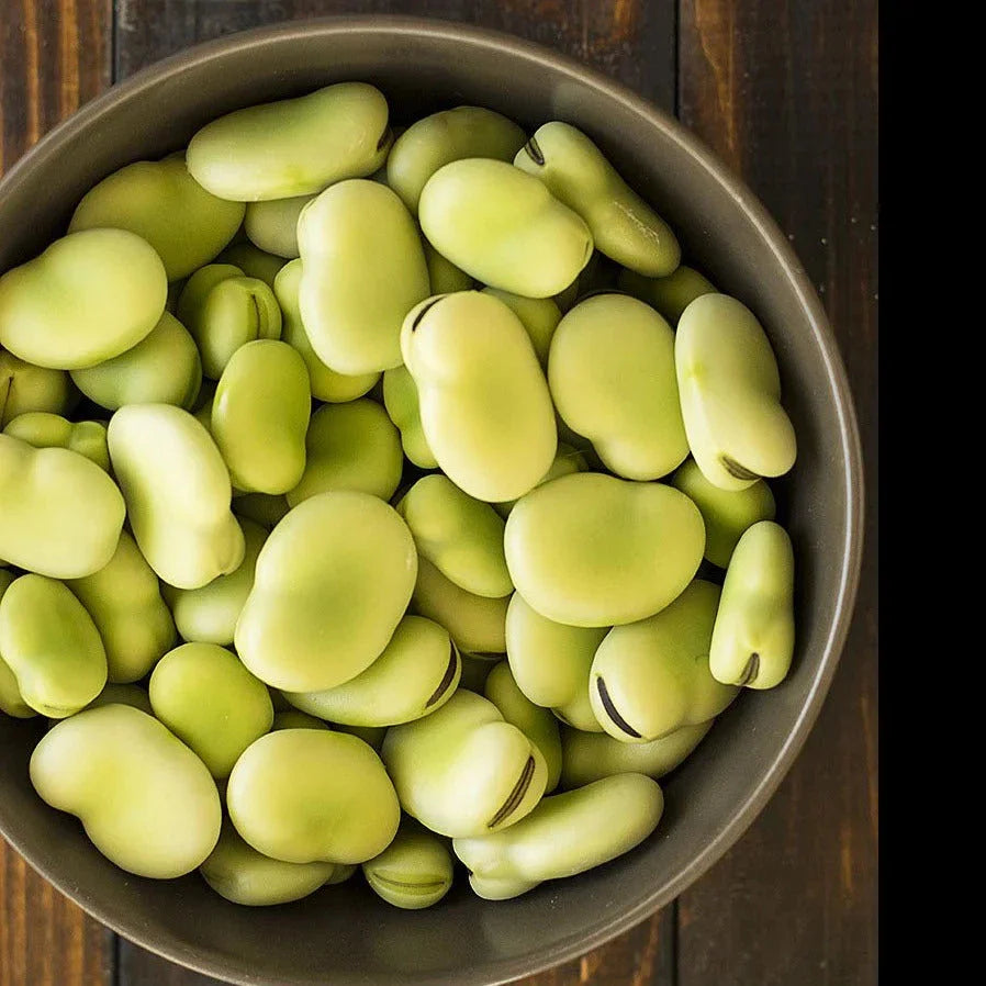 Aquadulce Fava Bean Seeds - 20+ Count - Cover Crop for 2025 Planting - Vicia faba