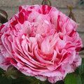 Scentimental Rose 2-Year-Old Bareroot Floribunda Plant Bush Fragrant AARS Winner Rosa 'Scentimental'
