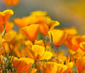California Poppy Flower Seeds - 5,000 Count - Eschscholtzia californica - Easy to Grow, Bright Orange Blooms