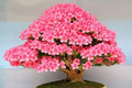 Flowering Bonsai Tree Seeds - Judas Tree (Cercis siliquastrum) | 20 Seeds | Beautiful Pink Blooms