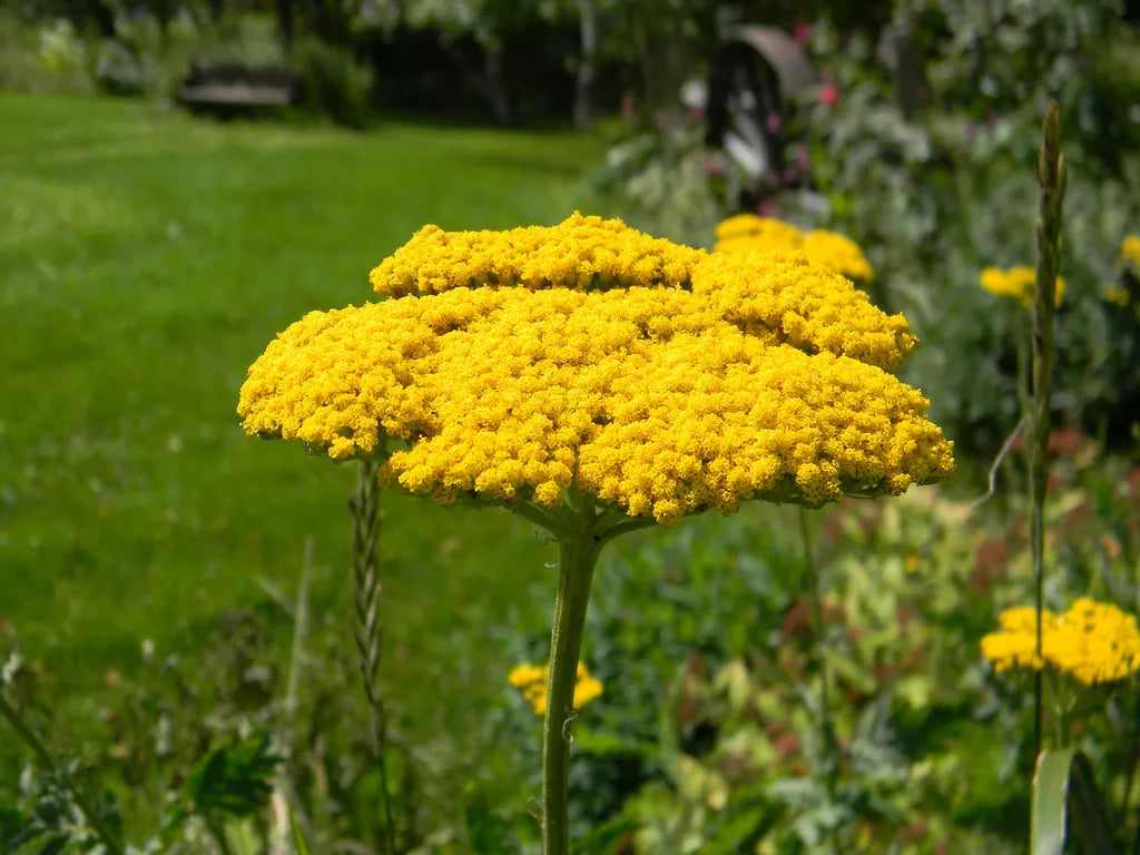 Yarrow Seeds - 690 Perennial Yellow Flower Seeds - Achillea millefolium 'Gold' - Bulk Pack for Gardening