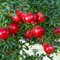 Pomegranate Tree Seeds - NON-GMO - "Apple of Granata Fruit" - Punica granatum - Edible Fruit Shrub Seeds