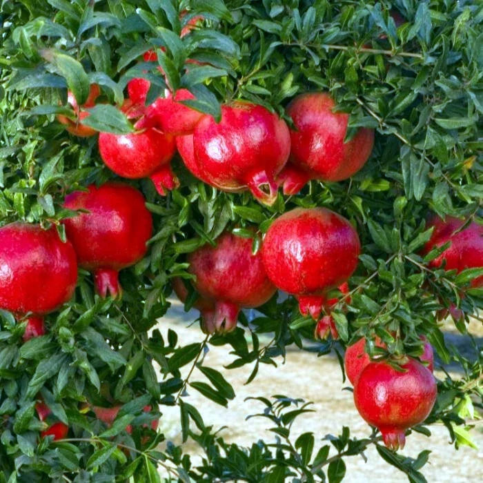 Pomegranate Tree Seeds - NON-GMO - "Apple of Granata Fruit" - Punica granatum - Edible Fruit Shrub Seeds