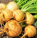Golden Ball Turnip Seeds - Yellow Gold Rutabaga Vegetable Seed - Brassica napus - 2025 Crop