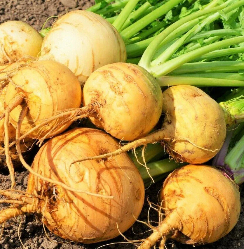 Golden Ball Turnip Seeds - Yellow Gold Rutabaga Vegetable Seed - Brassica napus - 2025 Crop
