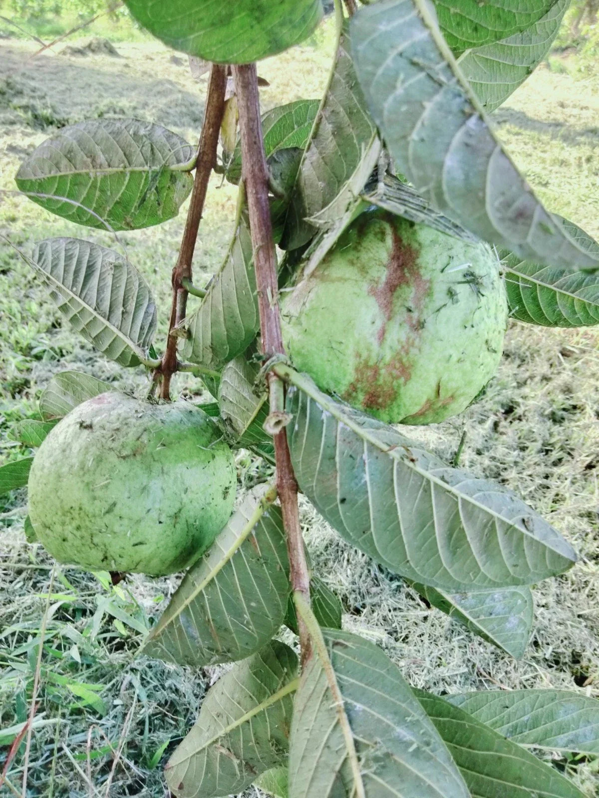 Guava Cuttings for Grafting or Rooting, 3 Cuttings 4-5", 1/4-1/2" Diameter, Psidium guajava