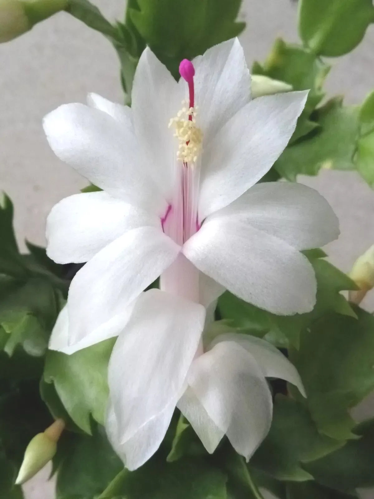 Thanksgiving Holiday Cactus - 5 White Schlumbergera Zygocactus Leaf Cuttings for Planting