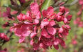 Prairie Fire Crabapple Seeds - 25+ Seeds for Garden Planting - Malus 'Prairie Fire' - USA