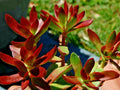 Crassula Platythylla Burgundy - 2" Diameter Unrooted Cuttings - 3 Pack Succulent Plant Cuttings