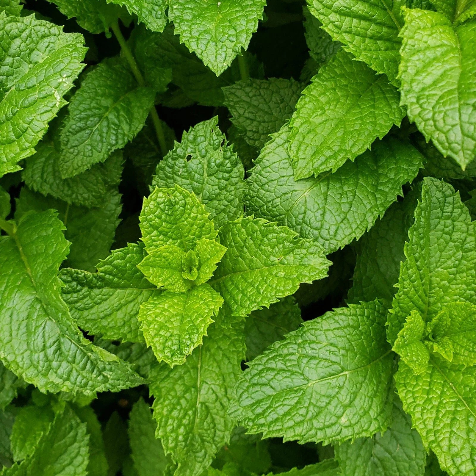 Live Peppermint Plants - 3 Bare Root Edible Aromatic Herb - Mentha piperita - Healthy Culinary Herb for Cooking and Tea