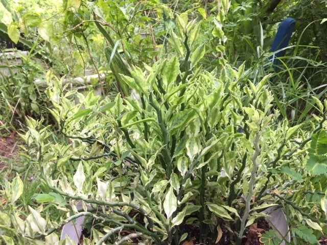 Devil's Backbone Cuttings 8 Cuts + 2 Roots Variegated Euphorbia tithymaloides 'Jacobs Ladder'