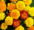 French Marigold Flower Seeds - 100+ Petite Mix - Annuals for Bees - Tagetes patula - Free Shipping