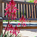 Red Yucca Seeds - 20+ Seeds - Hesperaloe parviflora - Hummingbird & Butterfly Attracting Plant