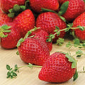 Everbearer Strawberry Plants - 25 Bareroot Ozark Beauty - Freshly Dug Bare Root Plants (Fragaria x ananassa)