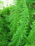 Dre's Dagger Fern Seeds 1001 Spores, Victoria Fern, Hardy Fern, USA Seller, Plant Propagation, Indoor/Outdoor Gardening
