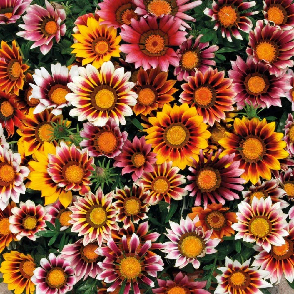 Gazania Splendens Mix Flower Seeds - 25 Fresh Seeds for Colorful Blooms - Free USA Shipping