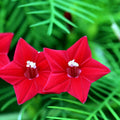Star Glory Seeds - 20 Cardinal Creeper Vine Seeds - Attract Butterflies & Hummingbirds - Ipomoea hederacea