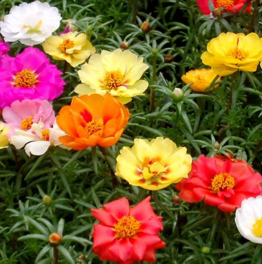 Moss Rose Flower Seeds 1000+ Double Mix Annual Succulent Portulaca Grandiflora
