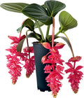 Royal Intenz Medinilla Plant Starter - Very Rare Live Well Rooted Indoor Houseplant - Medinilla Magnifica