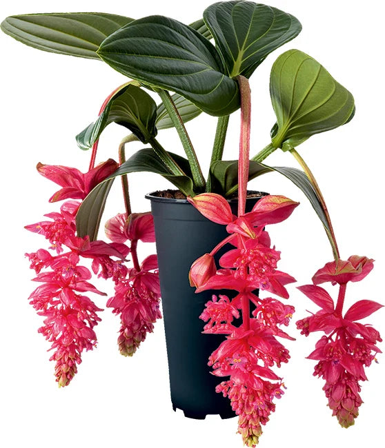 Royal Intenz Medinilla Plant Starter - Very Rare Live Well Rooted Indoor Houseplant - Medinilla Magnifica