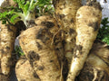 Parsnip Seeds - 200+ All American Variety - Pastinaca sativa - USA Grown