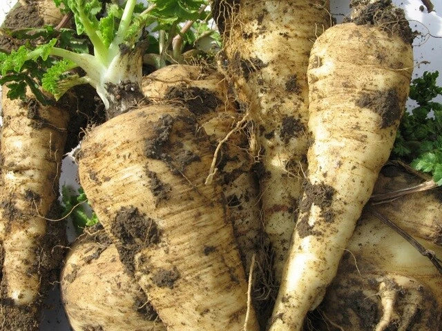 Parsnip Seeds - 200+ All American Variety - Pastinaca sativa - USA Grown