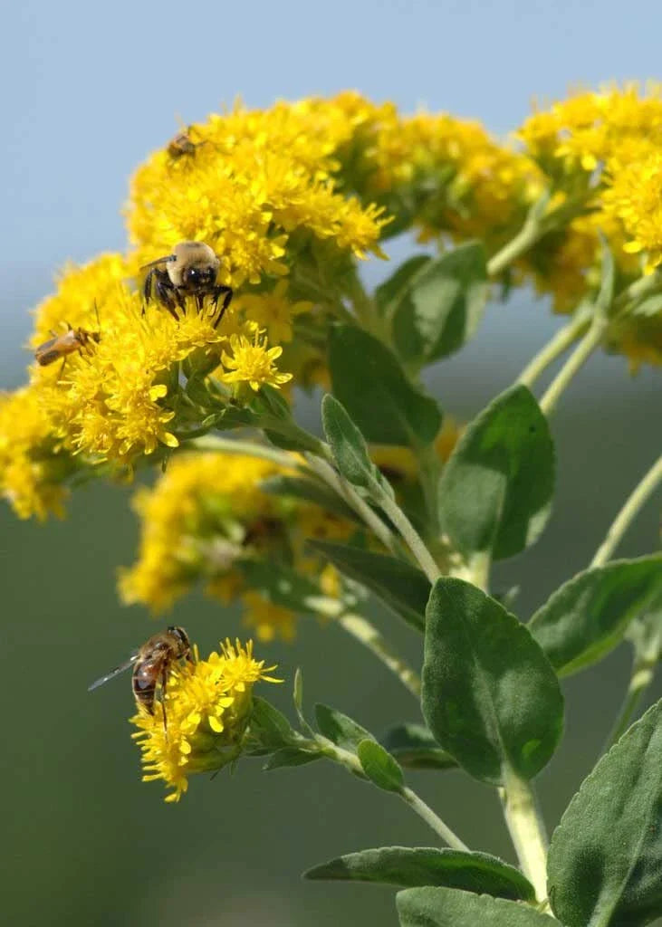 Stiff Goldenrod Seeds - 100+ Seeds - Heirloom Oligoneuron rigidum - Native Wildflower for Planting