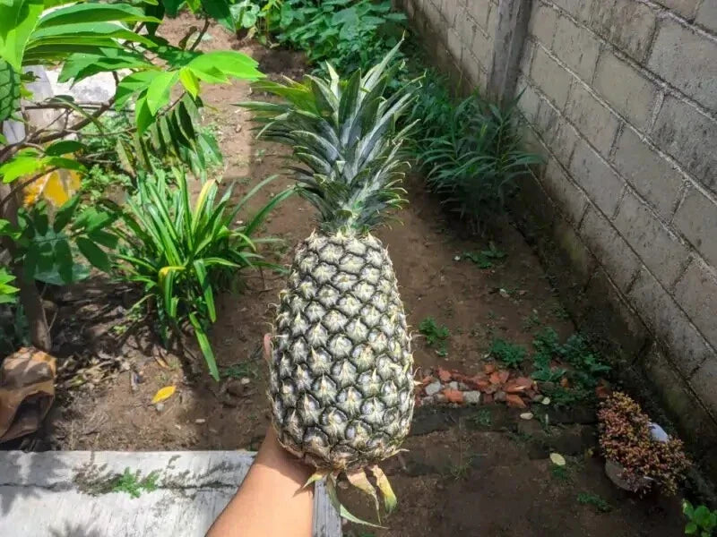 Panare Pineapple Seeds - 15+ Pack for Garden Planting - Ananas comosus - USA