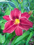 Hemerocallis `Red Frills' Daylily Bareroot Plant - One Mature Eye, Red Flowers, Perennial Garden Plant