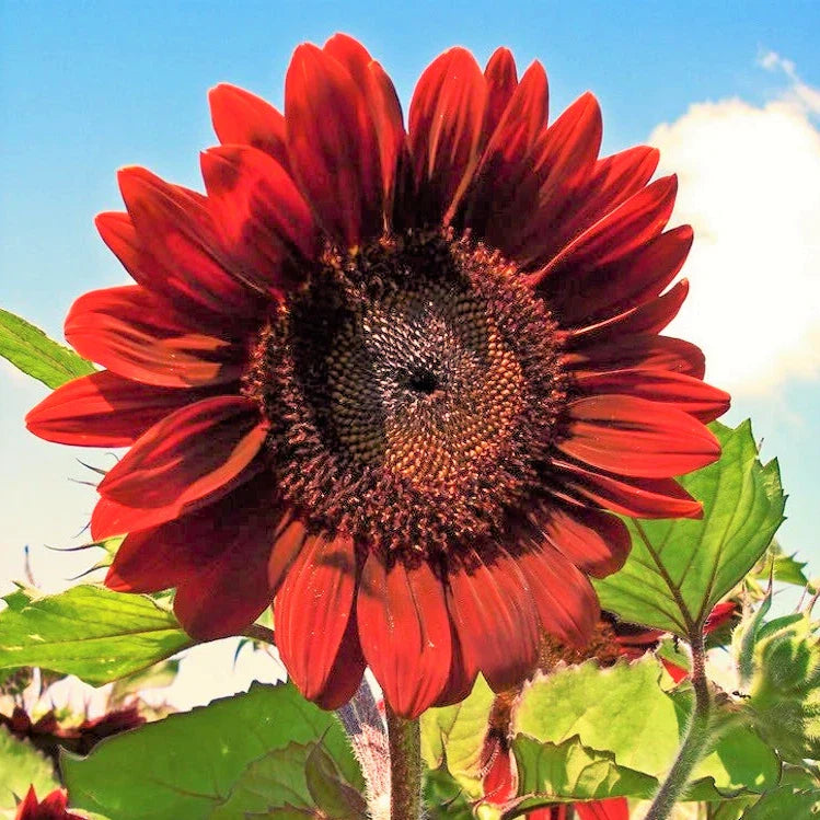 Velvet Queen Sunflower Seeds - Big Red Flower Seeds - Helianthus annuus - 2025 Planting