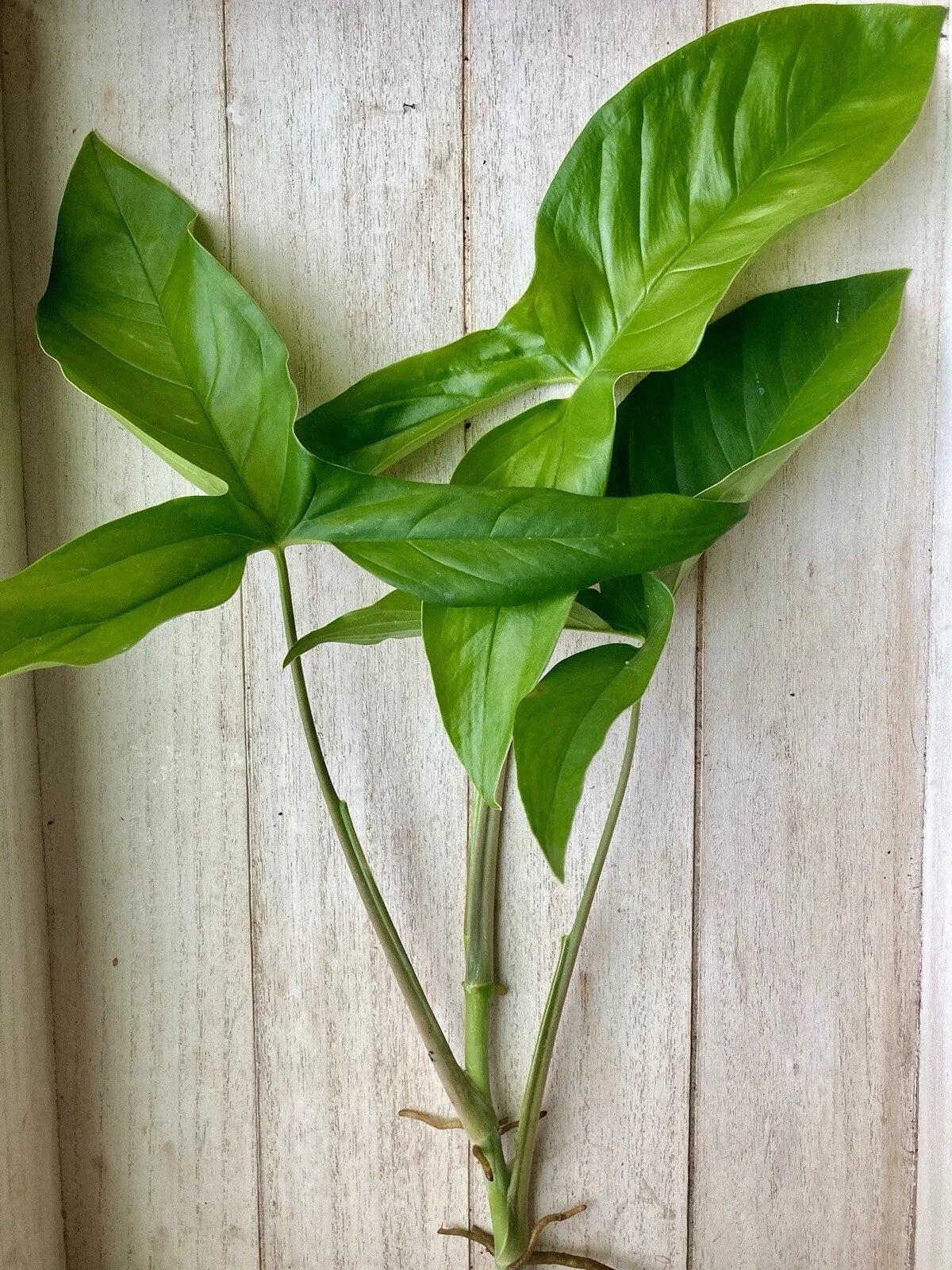 Rooted Arrowhead Vine Cuttings - 15 Pack - Syngonium Podophyllum - Easy Care Indoor Plants