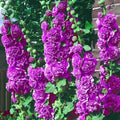 Double Violet Hollyhock Seeds - 25 Perennial Flower Seeds - Alcea rosea - US Seller