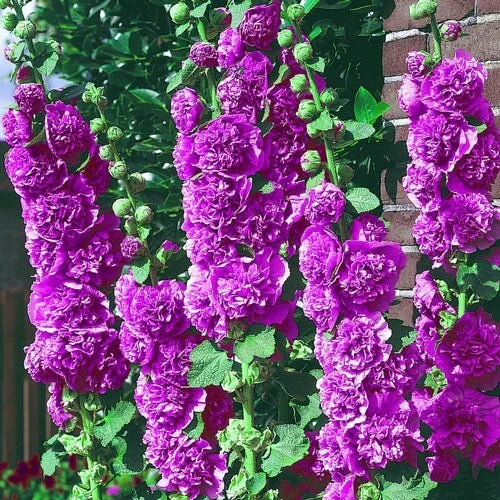 Double Violet Hollyhock Seeds - 25 Perennial Flower Seeds - Alcea rosea - US Seller