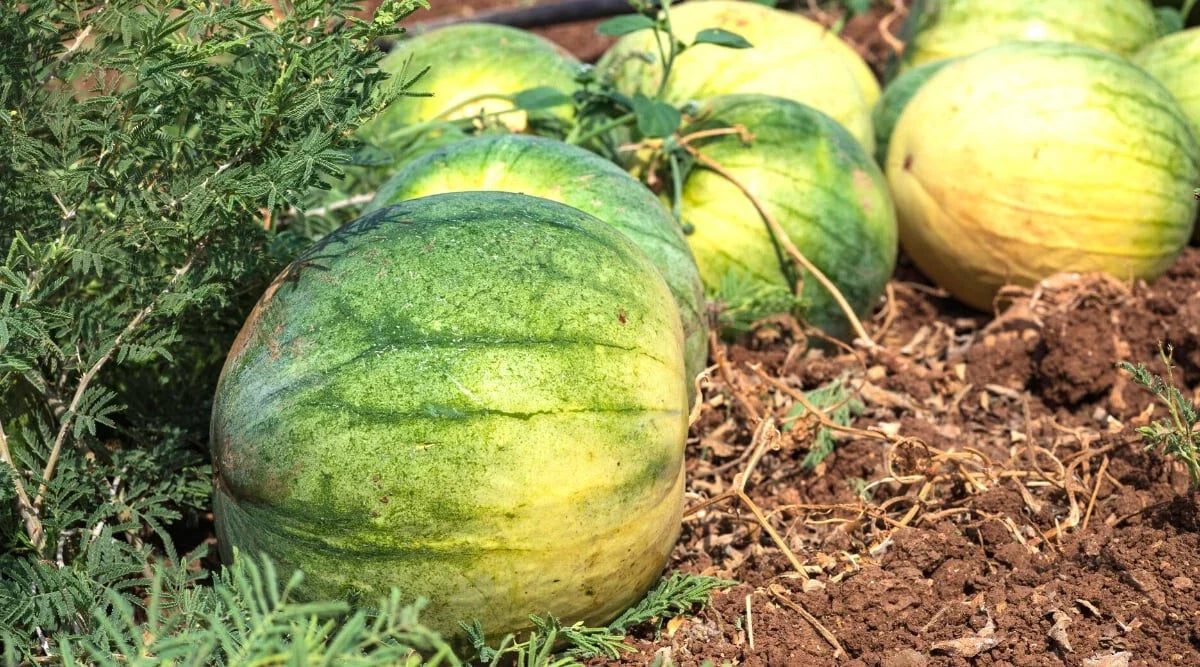 Big Tasty Seedless Watermelon 50 Seeds for Planting - Citrullus lanatus - USA Grown - Free Shipping