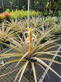 Tillandsia Capitata Yellow Air Plant - Tropical Greenery, Easy Care, Indoor Plant, Decorative Home Decor, Live Plant