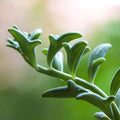 Rare Senecio Peregrinus Cuttings - 3" Long String of Dolphins - Unrooted