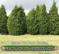 Eastern Red Cedar Tree - Quart Pot Live Plant - Juniperus virginiana - Ships Bare Root to CA - Hardy Zone 2-9