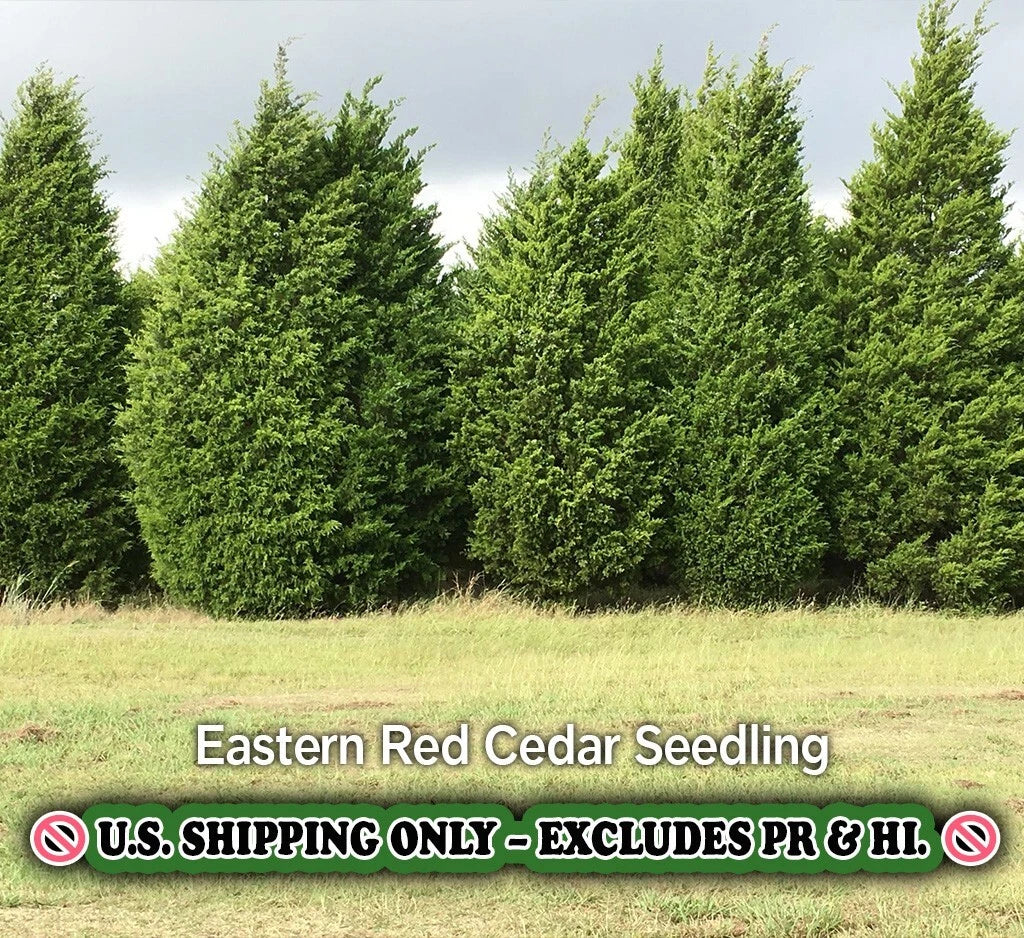 Eastern Red Cedar Tree - Quart Pot Live Plant - Juniperus virginiana - Ships Bare Root to CA - Hardy Zone 2-9