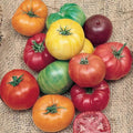 Rainbow Beefsteak Tomato Seeds - 120+ Heirloom Organic Non-GMO Varieties - Perfect for Home Gardening