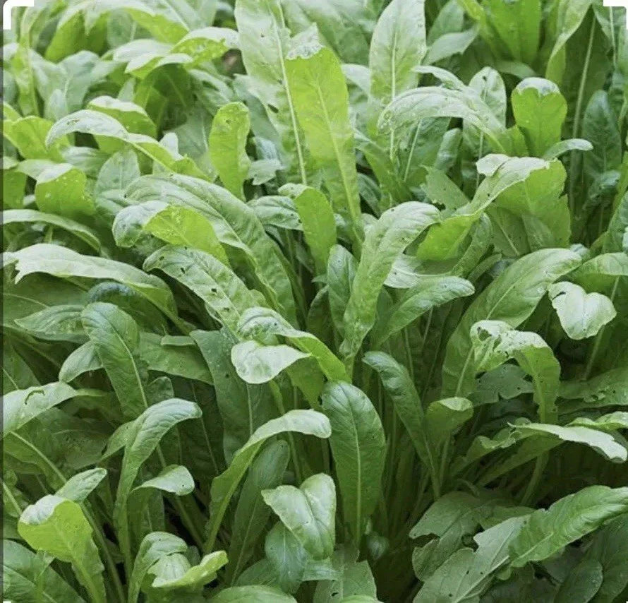 Mibuna Asian Leaf Mustard Seeds - 300+ Open Pollinated NON-GMO - Brassica rapa var. japonica